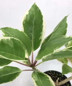 Variegated Golden Chalice Vine Live Plant - Solandra Maxima - 4