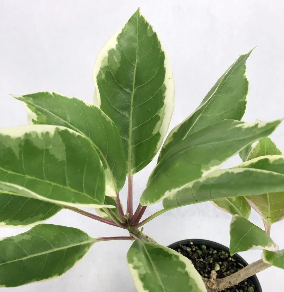 Variegated Golden Chalice Vine Live Plant - Solandra Maxima - 4" Pot - Image 3