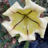 Variegated Golden Chalice Vine Live Plant - Solandra guttata 3" Pot - Image 1