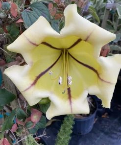 Variegated Golden Chalice Vine Live Plant - Solandra guttata 3