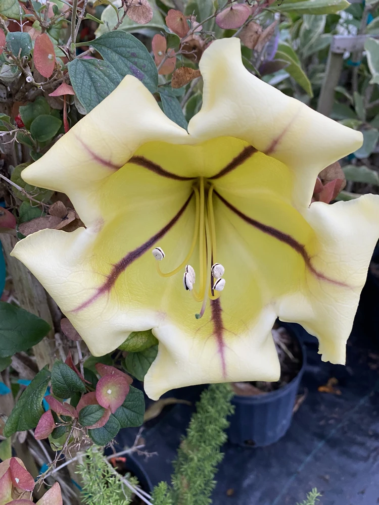 Variegated Golden Chalice Vine Live Plant - Solandra guttata 3" Pot - Image 1