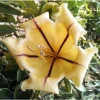 Variegated Golden Chalice Vine Live Plant - Solandra Maxima - 4" Pot - Image 1