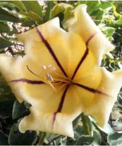 Variegated Golden Chalice Vine Live Plant - Solandra Maxima - 4