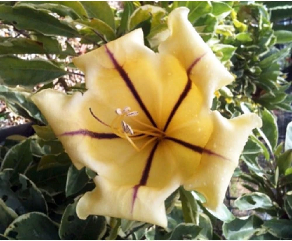 Variegated Golden Chalice Vine Live Plant - Solandra Maxima - 4" Pot - Image 1