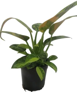 Variegated Green Congo Nuclear Philodendron Live Plant - 4" Pot - Indoor - Image 2