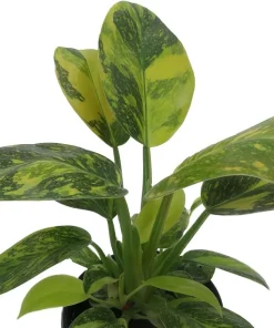 Variegated Green Congo Nuclear Philodendron Live Plant - 4