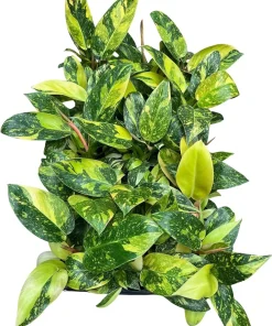 Variegated Green Congo Nuclear Philodendron Live Plant - 4