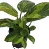 Variegated Green Congo Nuclear Philodendron Live Plant - 4" Pot - Indoor - Image 1