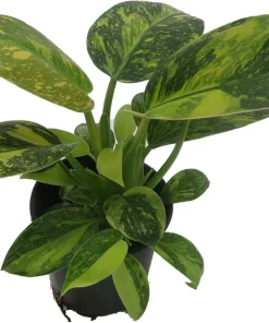 Variegated Green Congo Nuclear Philodendron Live Plant - 4