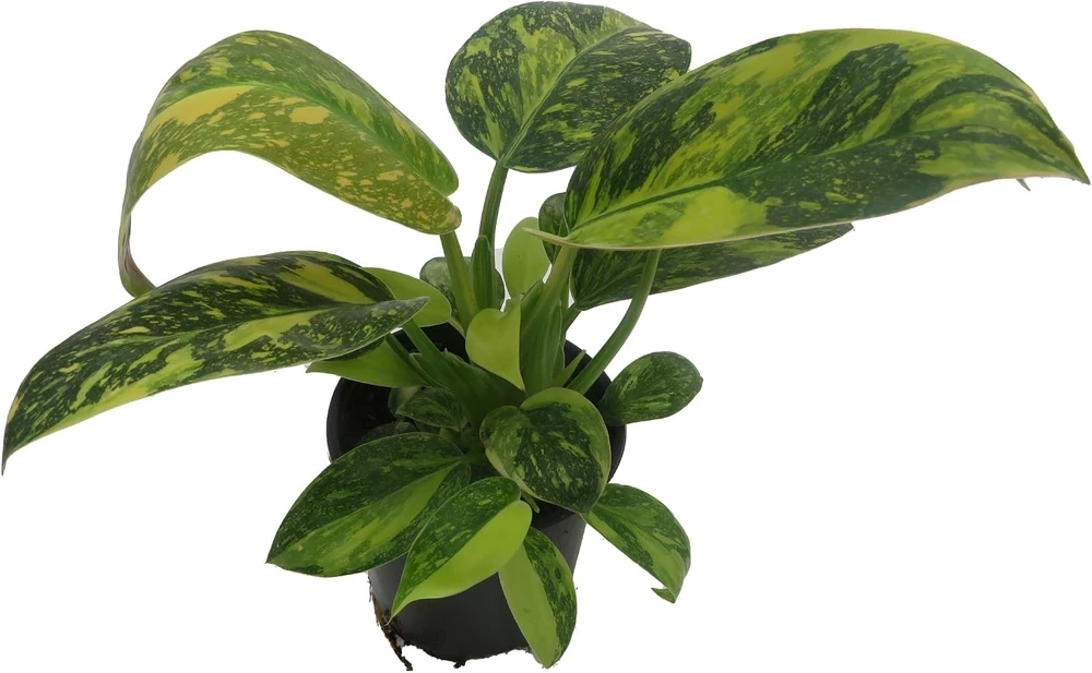 Variegated Green Congo Nuclear Philodendron Live Plant - 4" Pot - Indoor - Image 1