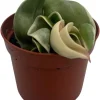 Variegated Hindu Rope Plant - Hoya carnosa variegata - Live Plant - 2.5" Pot - Image 1