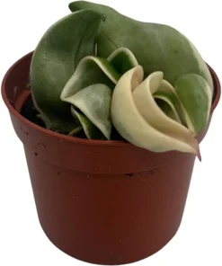 Variegated Hindu Rope Plant - Hoya carnosa variegata - Live Plant - 2.5