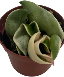 Variegated Hindu Rope Plant - Hoya carnosa variegata - Live Plant - 2.5" Pot - Image 2