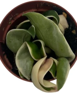 Variegated Hindu Rope Plant - Hoya carnosa variegata - Live Plant - 2.5