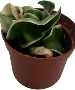 Variegated Hindu Rope Plant - Hoya carnosa variegata - Live Plant - 2.5