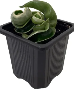 Variegated Hindu Rope Plant Live – Hoya carnosa compacta – 2 Inch Pot - Image 2