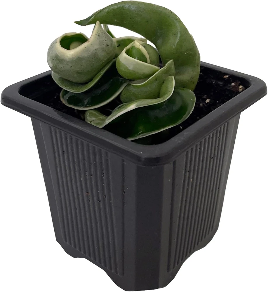 Variegated Hindu Rope Plant Live – Hoya carnosa compacta – 2 Inch Pot - Image 2