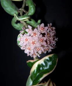 Variegated Hindu Rope Plant Live – Hoya carnosa compacta – 2 Inch Pot - Image 3