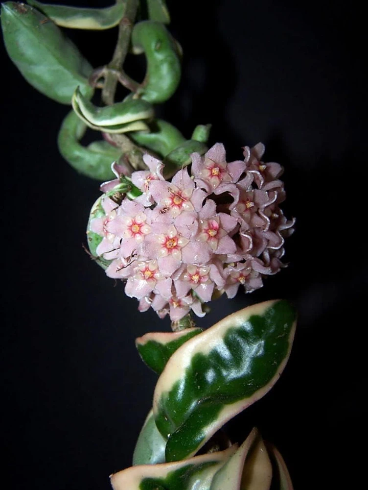 Variegated Hindu Rope Plant Live – Hoya carnosa compacta – 2 Inch Pot - Image 3