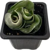 Variegated Hindu Rope Plant Live – Hoya carnosa compacta – 2 Inch Pot - Image 1