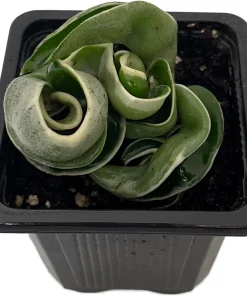 Variegated Hindu Rope Plant Live – Hoya carnosa compacta – 2 Inch Pot - Image 1