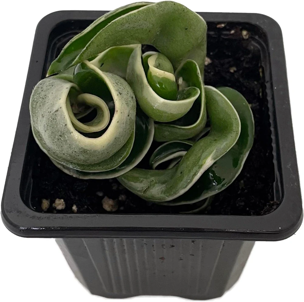Variegated Hindu Rope Plant Live – Hoya carnosa compacta – 2 Inch Pot - Image 1