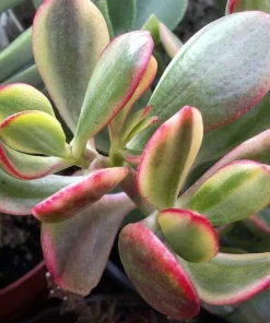 Variegated Jade Plant - Crassula ovata 'Variegata' - Live Plant - 2.5