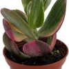 Variegated Jade Plant - Crassula ovata 'Variegata' - Live Plant - 2.5" Pot - Indoor - Image 1