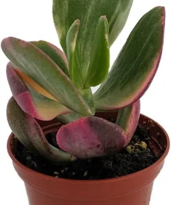 Variegated Jade Plant - Crassula ovata 'Variegata' - Live Plant - 2.5