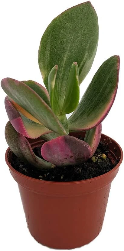 Variegated Jade Plant - Crassula ovata 'Variegata' - Live Plant - 2.5" Pot - Indoor - Image 1