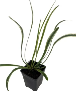 Variegated Lilyturf Live Plant - Liriope Groundcover - 2.5 inch Pot - Image 2
