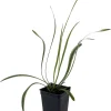 Variegated Lilyturf Live Plant - Liriope Groundcover - 2.5 inch Pot - Image 1