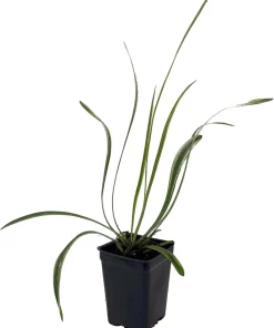 Variegated Lilyturf Live Plant - Liriope Groundcover - 2.5 inch Pot - Image 1