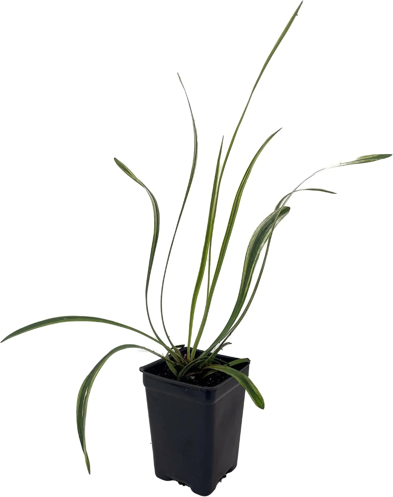 Variegated Lilyturf Live Plant - Liriope Groundcover - 2.5 inch Pot - Image 1