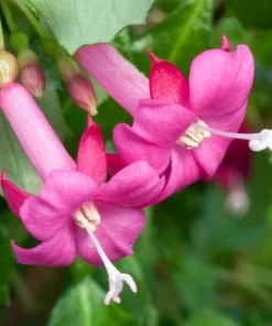 Variegated Lottie Hobby Fuchsia Live Plant – Indoor/Outdoor – 2.5