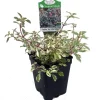 Variegated Lottie Hobby Fuchsia Live Plant – Indoor/Outdoor – 2.5" Pot - Image 1