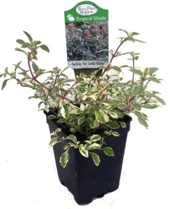 Variegated Lottie Hobby Fuchsia Live Plant – Indoor/Outdoor – 2.5