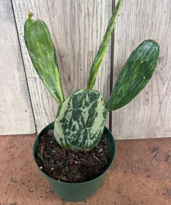 Variegated Opuntia, prickly pear variegated in 6" Pot, opuntia cactus - Image 2