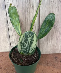 Variegated Opuntia, prickly pear variegated in 6