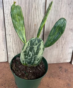 Variegated Opuntia, prickly pear variegated in 6