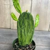 Variegated Opuntia, prickly pear variegated in 6" Pot, opuntia cactus - Image 1