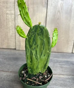 Variegated Opuntia, prickly pear variegated in 6" Pot, opuntia cactus - Image 1