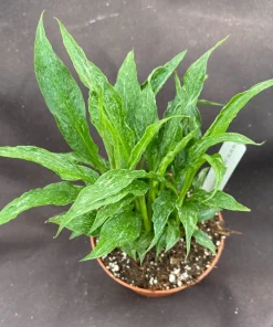 Variegated Peace Lily Domino Live Plant - Spathiphyllum - Rooted in 3 inch Pot - Indoor Air Purifier - Image 2
