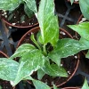 Variegated Peace Lily Domino Live Plant - Spathiphyllum - Rooted in 3 inch Pot - Indoor Air Purifier - Image 1