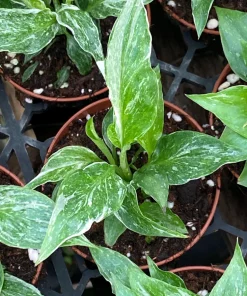 Variegated Peace Lily Domino Live Plant - Spathiphyllum - Rooted in 3 inch Pot - Indoor Air Purifier - Image 1