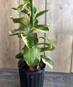 Variegated Pink Lemon in half Gallon Pot, air layered, no shipping to ca,az,ak,tx,hi,la,pr,usvi - Image 2
