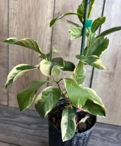 Variegated Pink Lemon in half Gallon Pot, air layered, no shipping to ca,az,ak,tx,hi,la,pr,usvi - Image 3