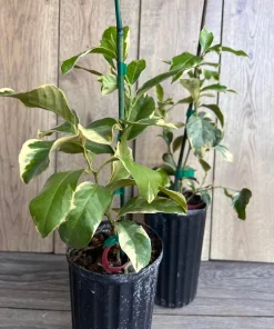Variegated Pink Lemon in half Gallon Pot, air layered, no shipping to ca,az,ak,tx,hi,la,pr,usvi - Image 4