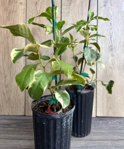 Variegated Pink Lemon in half Gallon Pot, air layered, no shipping to ca,az,ak,tx,hi,la,pr,usvi - Image 5