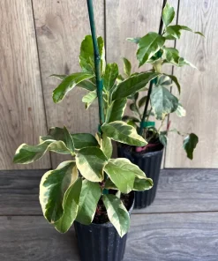Variegated Pink Lemon in half Gallon Pot, air layered, no shipping to ca,az,ak,tx,hi,la,pr,usvi - Image 6